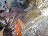 camp24 (204)_samu.gif
